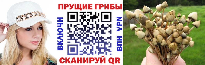 хочу наркоту  Нижнекамск  мориарти состав  Псилоцибиновые грибы мицелий 